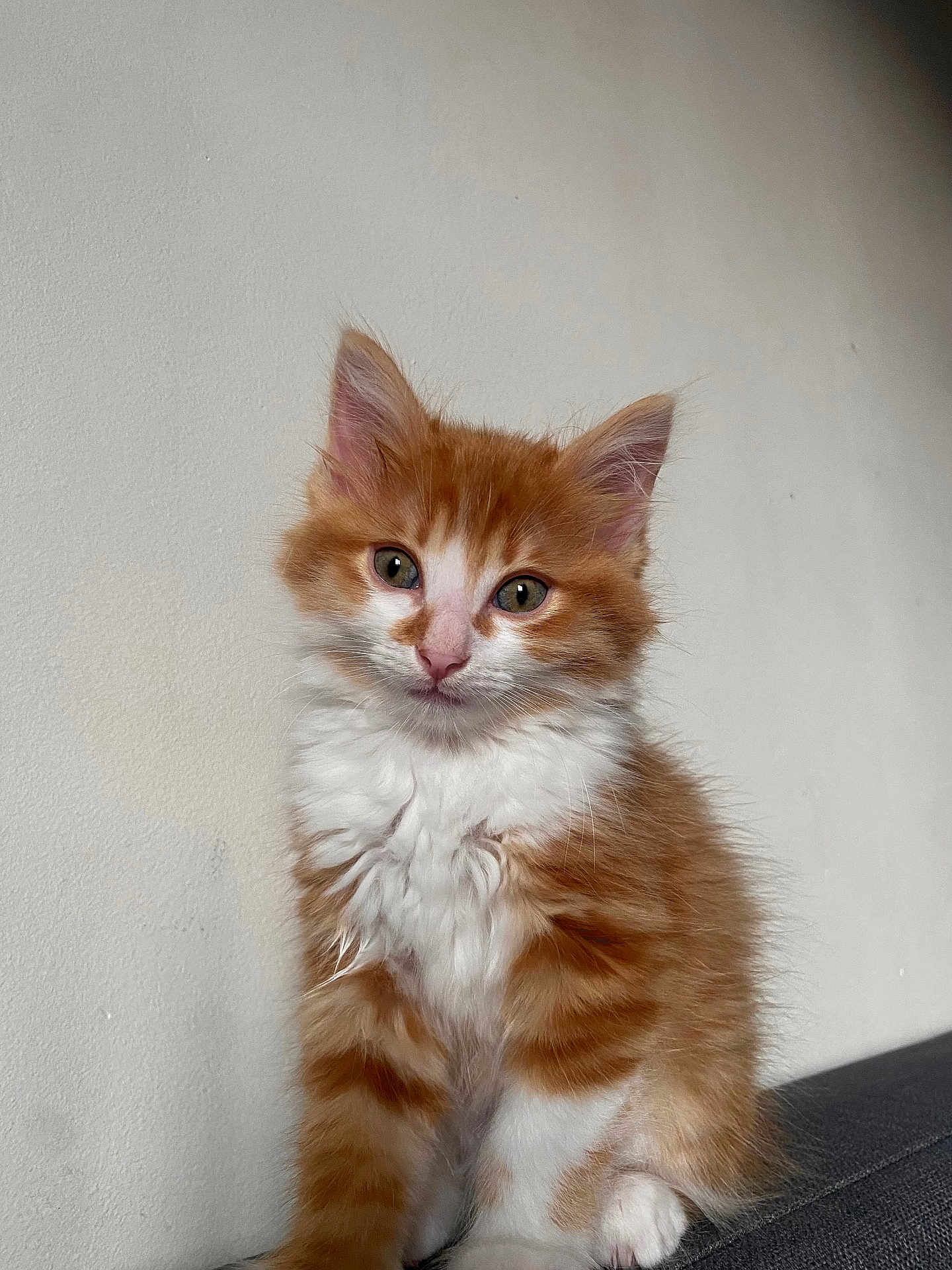 Amon a rejoint le concours — aidez-le/la à gagner de superbes lots ! kitten, cat, orange, white, fluffy, fur, pet, animal, cute, young, sitting, indoor, portrait, whiskers, ears, eyes, face, feline, adorable, curious