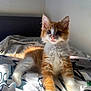 Amon a rejoint le concours — aidez-le/la à gagner de superbes lots ! kitten, cat, orange, white, fur, bed, blanket, sunlight, indoor, pet, animal, cute, curious, ears, whiskers, paw, relaxing, feline, young, playful