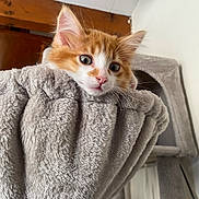 Amon a rejoint le concours — aidez-le/la à gagner de superbes lots ! kitten, cat, orange_cat, white_cat, furry, pet, indoor, cat_hammock, cat_tree, cozy, curious, close_up, animal, cute, whiskers, ears, soft_texture, resting, house, feline