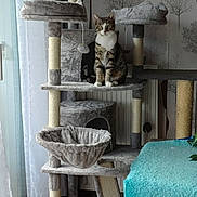 Tigrou Gras participe au concours pour gagner de l'argent avec cette photo : blanket, cat, cat_tree, cozy, curtain, domestic_animal, furniture, gray, home, indoor, looking_at_camera, natural_light, patterned_wall, pet, scratching_post, sitting, tabby_cat, toy, white, window