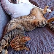 Tao participe au concours pour gagner de l'argent avec cette photo : dog, cat, sleeping, couch, pillow, quilted, relaxing, indoor, pet, animal, friendship, resting, cozy, brown, tabby_cat, pitbull, fur, ears, quiet, peaceful