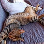 dog, cat, sleeping, couch, pillow, quilted, relaxing, indoor, pet, animal, friendship, resting, cozy, brown, tabby_cat, pitbull, fur, ears, quiet, peaceful