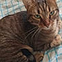 Tao participe au concours pour gagner de l'argent avec cette photo : cat, tabby, pet, animal, feline, bed, blanket, striped, sleepy, green_eyes, domestic_animal, resting, whiskers, ears, fur, cute, cozy, indoor, relaxed, curled_up