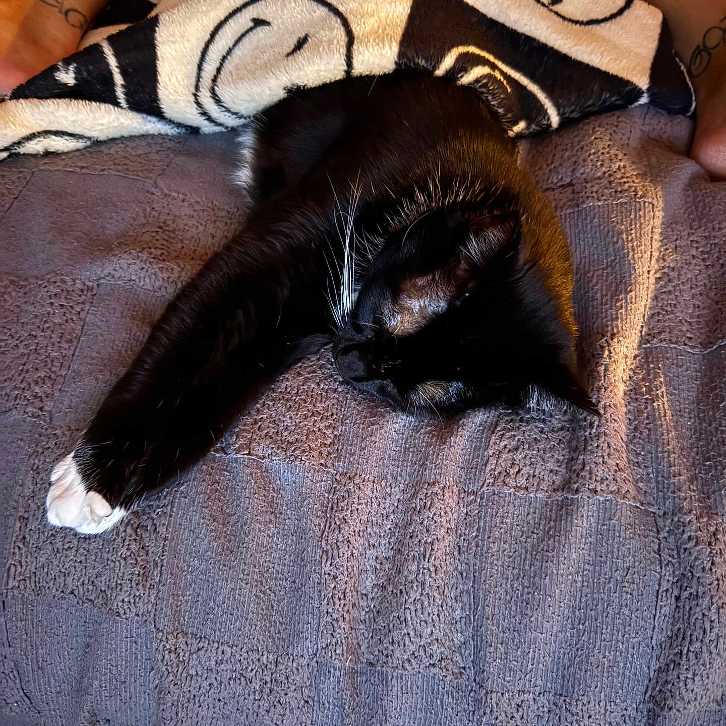 Adora