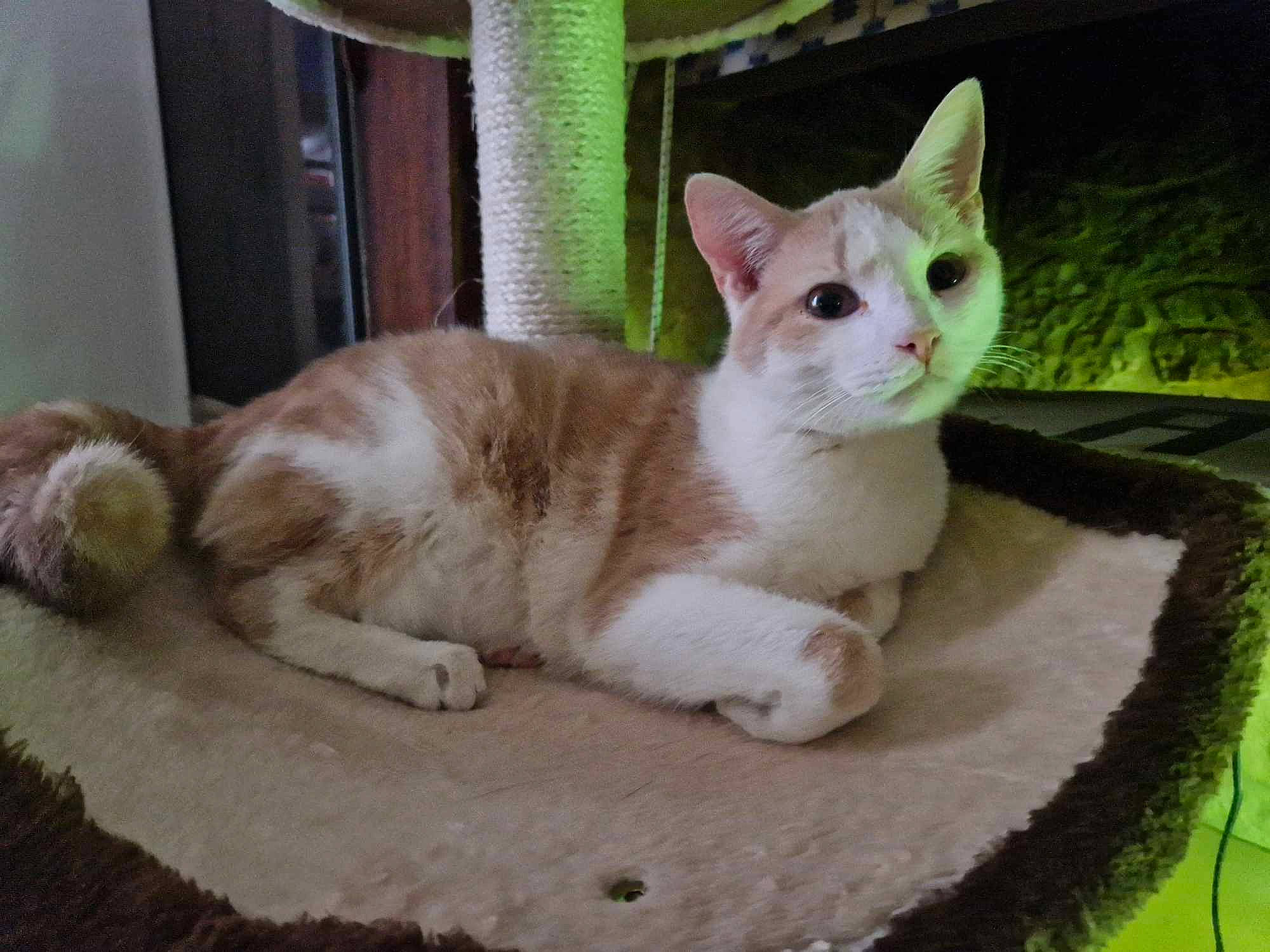 Urko a rejoint le concours — aidez-le/la à gagner de superbes lots ! carnivore, cat, cat_supply, domestic_short_haired_cat, fawn, felidae, fur, paw, pet_supply, small_to_medium_sized_cats, snout, tail, whiskers, wood