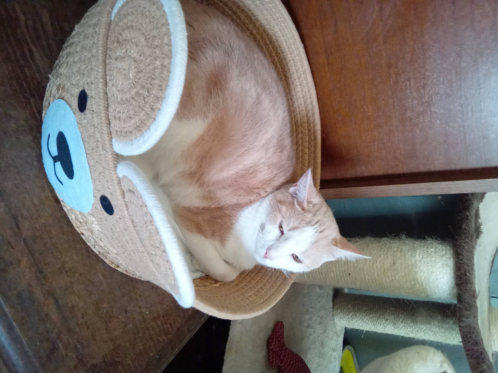 Urko participe au concours pour gagner de l'argent avec cette photo : cap, carnivore, cat, comfort, costume_hat, domestic_short_haired_cat, ear, fashion_accessory, fawn, fedora, felidae, fur, hardwood, hat, small_to_medium_sized_cats, snout, sun_hat, tail, whiskers, wood