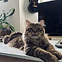 Cookie a rejoint le concours — aidez-le/la à gagner de superbes lots ! animal, cat, cozy, curious, domestic, fluffy, framed_pictures, fur, furniture, guitar, indoors, living_room, pet, plant, portrait, relaxed, tabby, table, tv, whiskers