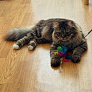 Cookie participe au concours pour gagner de l'argent avec cette photo : animal, cat, cute, domestic, ears, feathers, feline, floor, fluffy, home, indoor, paw, pet, playful, relaxed, tabby, tail, toy, whiskers, wooden_floor