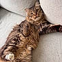 Cookie a rejoint le concours — aidez-le/la à gagner de superbes lots ! alert, animal, cat, couch, cozy, cute, domestic, feline, fluffy, fur, indoor, laying, mammal, paw, pet, portrait, relaxed, soft, tabby, whiskers