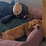 dog, stuffed_toy, bed, indoor, relaxed, cozy, pet, floor, tile_floor, pink_bed, blue_toy, plush, animal, resting, canine, comfortable, furniture, wall_socket, quiet, domestic