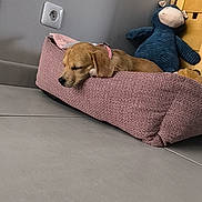 Bulma a rejoint le concours — aidez-le/la à gagner de superbes lots ! puppy, dog_bed, sleeping, pink_bed, plush_toy, blue_toy, tile_floor, gray_wall, power_socket, wooden_drawer, cozy, indoor, pet, resting, cute, domestic, animal, relaxed, young_dog, home_interior