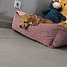 puppy, dog_bed, sleeping, pink_bed, plush_toy, blue_toy, tile_floor, gray_wall, power_socket, wooden_drawer, cozy, indoor, pet, resting, cute, domestic, animal, relaxed, young_dog, home_interior