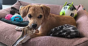 Bulma a rejoint le concours — aidez-le/la à gagner de superbes lots ! puppy, dog_bed, bone, toy, plush_toy, soccer_ball, paw_print, indoor, floor_tile, brown_dog, pet, chewing, cozy, cute, animal, resting, canine, small_dog, focus, household