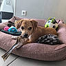 puppy, dog_bed, bone, toy, plush_toy, soccer_ball, paw_print, indoor, floor_tile, brown_dog, pet, chewing, cozy, cute, animal, resting, canine, small_dog, focus, household