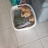 dog, laundry_basket, clothes, tile_floor, couch, bag, indoor, pet, curled_up, resting, foot, home, relaxed, brown_dog, fabric, casual, floor, comfort, cozy, domestic
