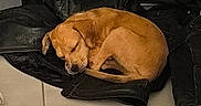 Bulma participe au concours pour gagner de l'argent avec cette photo : animal, boots, brown_dog, calm, cozy, curled_up, dog, domestic_animal, floor, fur, indoor, leather_jacket, napping, pet, quiet, resting, shoes, sleeping, small_dog, tile_floor