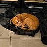 Bulma participe au concours pour gagner de l'argent avec cette photo : dog, sleeping, brown_dog, leather_jacket, boots, shoes, floor, tile_floor, indoor, pet, resting, curled_up, cozy, small_dog, quiet, calm, fur, animal, domestic_animal, napping
