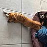 Bulma participe au concours pour gagner de l'argent avec cette photo : puppy, dog, sleeping, tile_floor, pet_bed, plush_toy, brown_dog, indoor, resting, cute, young_dog, animal, cozy, relaxed, small_dog, fur, companion, domestic_animal, laid_back, home