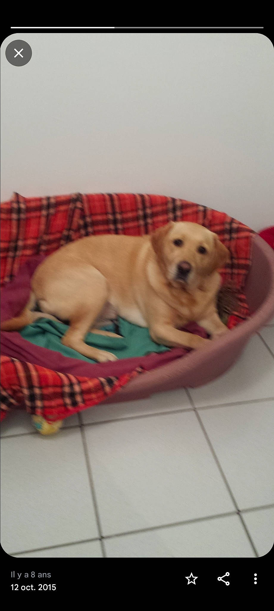 Krystal a rejoint le concours — aidez-le/la à gagner de superbes lots ! canidae, carnivore, comfort, companion_dog, dog, dog_breed, dog_supply, fawn, flooring, linens, pattern, pet_supply, plaid, rectangle, snout, sporting_group, studio_couch, tail, tartan, working_animal