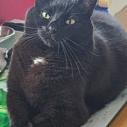 Lucky participe au concours pour gagner de l'argent avec cette photo : cat, black_cat, green_eyes, indoor, kitchen, counter, window, curtain, wood, feline, pet, whiskers, fur, resting, relaxed, domestic, animal, household, closeup, portrait