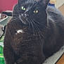 cat, black_cat, green_eyes, indoor, kitchen, counter, window, curtain, wood, feline, pet, whiskers, fur, resting, relaxed, domestic, animal, household, closeup, portrait
