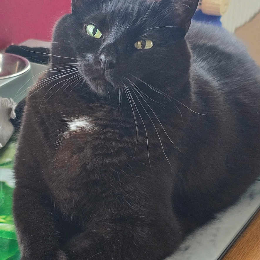 Lucky participe au concours pour gagner de l'argent avec cette photo : animal, black_cat, cat, closeup, counter, curtain, domestic, feline, fur, green_eyes, household, indoor, kitchen, pet, portrait, relaxed, resting, whiskers, window, wood