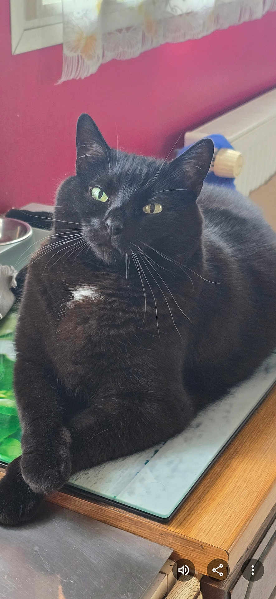 Lucky participe au concours pour gagner de l'argent avec cette photo : cat, black_cat, green_eyes, indoor, kitchen, counter, window, curtain, wood, feline, pet, whiskers, fur, resting, relaxed, domestic, animal, household, closeup, portrait