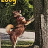 dog, brown_dog, standing, upright, tree, paw, outdoor, backyard, grass, sunlight, nature, fur, fluffy_tail, collar, playful, funny, animal, side_view, action, zoey