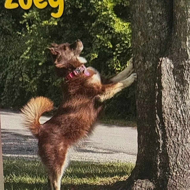 Zoey joined the competition — help win amazing prizes! dog, brown_dog, standing, upright, tree, paw, outdoor, backyard, grass, sunlight, nature, fur, fluffy_tail, collar, playful, funny, animal, side_view, action, zoey