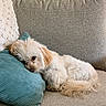animal, couch, cozy, curly_fur, dog, fluffy, furniture, home, indoor, living_room, lying_down, pet, pillow, portrait, relaxed, sleeping, small_dog, sofa, teal_pillow, white_fur