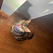 Emma is registered to the contest to win money with this photo: cat, tabby, pet, animal, wooden_floor, indoor, meowing, shadow, whiskers, ears, green_eyes, feline, cute, looking_up, mouth_open, fur, tail, domestic_animal, home, light