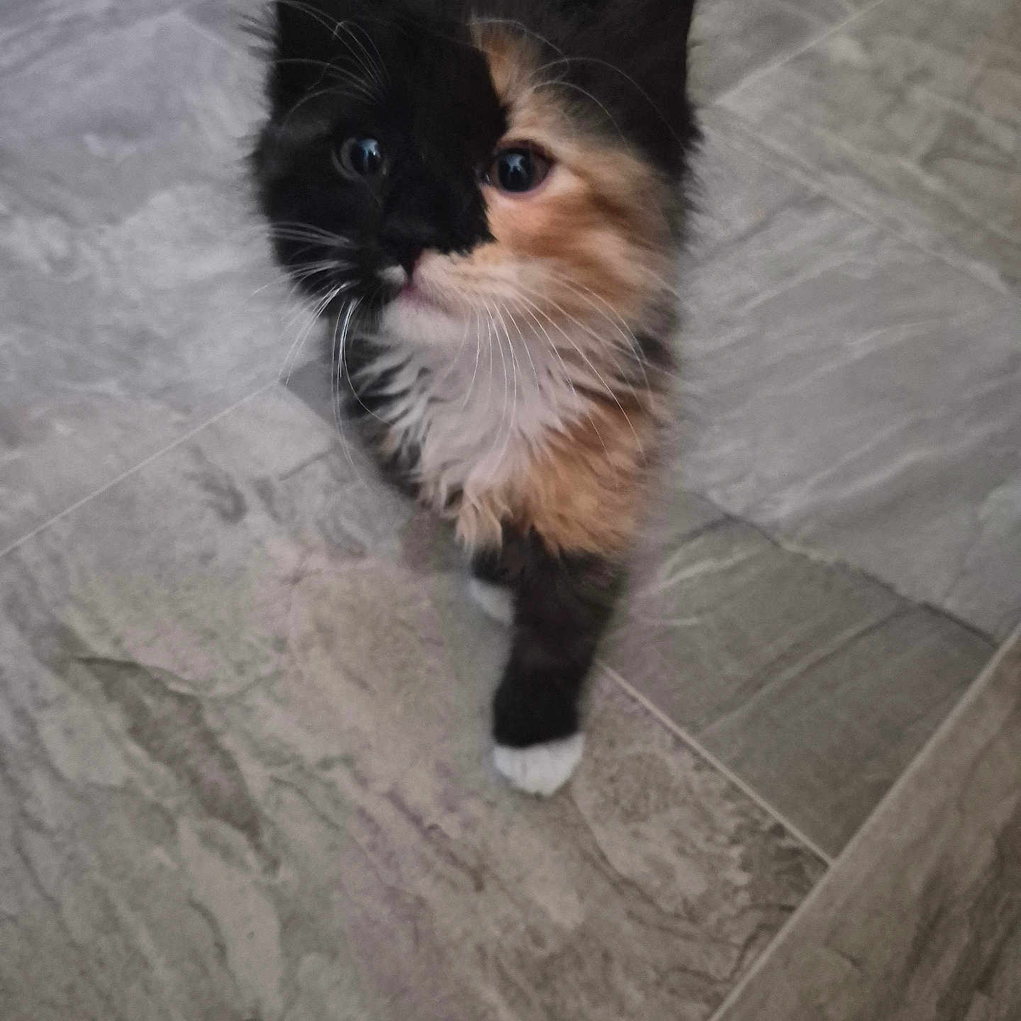 Bowie