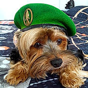 Moka participe au concours pour gagner de l'argent avec cette photo : dog, beret, green_hat, bedspread, fur, closeup, pet, animal, cute, portrait, indoors, resting, paws, brown_fur, black_nose, whiskers, bedroom, decor, relaxed, looking_away