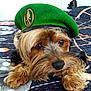 dog, beret, green_hat, bedspread, fur, closeup, pet, animal, cute, portrait, indoors, resting, paws, brown_fur, black_nose, whiskers, bedroom, decor, relaxed, looking_away