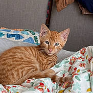 Gus is registered to the contest to win money with this photo: cat, kitten, orange_tabby, pet, animal, indoor, blanket, floral_pattern, fabric, clothing, chair, home, furniture, resting, cute, fur, whiskers, ears, eyes, cozy