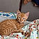 Gus