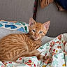cat, kitten, orange_tabby, pet, animal, indoor, blanket, floral_pattern, fabric, clothing, chair, home, furniture, resting, cute, fur, whiskers, ears, eyes, cozy