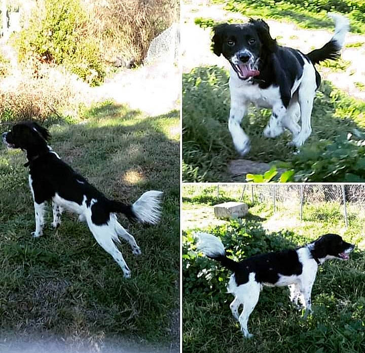 Layko a rejoint le concours — aidez-le/la à gagner de superbes lots ! canidae, carnivore, companion_dog, dog, dog_breed, drentse_patrijshond, english_springer_spaniel, french_spaniel, hunting_dog, landseer, large_munsterlander, mammal, rare_breed_dog, small_munsterlander, spaniel, sporting_group, stabyhoun, tail, vertebrate, wetterhoun