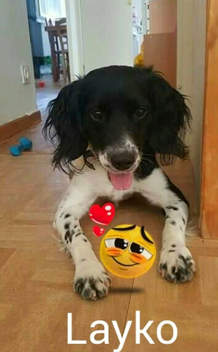 Layko a rejoint le concours — aidez-le/la à gagner de superbes lots ! beagador, canidae, carnivore, companion_dog, dog, dog_breed, dog_toy, english_springer_spaniel, french_spaniel, large_munsterlander, mammal, puppy, rare_breed_dog, russian_spaniel, small_munsterlander, snout, spaniel, sporting_group, stabyhoun, vertebrate