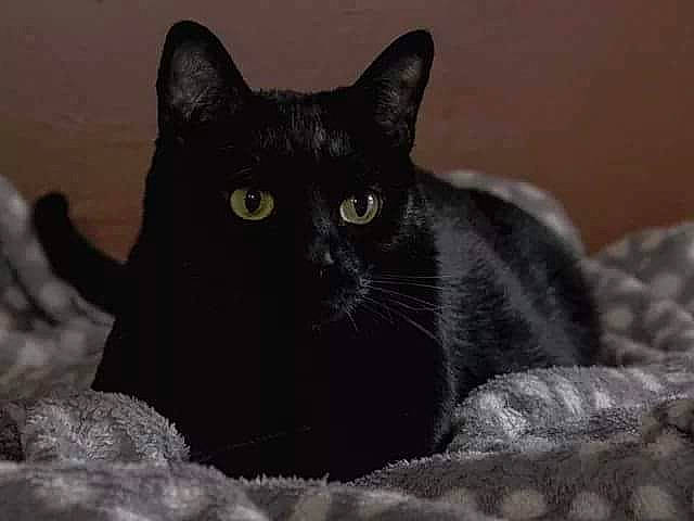 Lipette participe au concours pour gagner de l'argent avec cette photo : asian, black, black_and_white, black_cat, bombay, british_shorthair, burmese, carnivore, cat, domestic_short_haired_cat, european_shorthair, felidae, korat, mammal, polydactyl_cat, small_to_medium_sized_cats, snout, vertebrate, whiskers