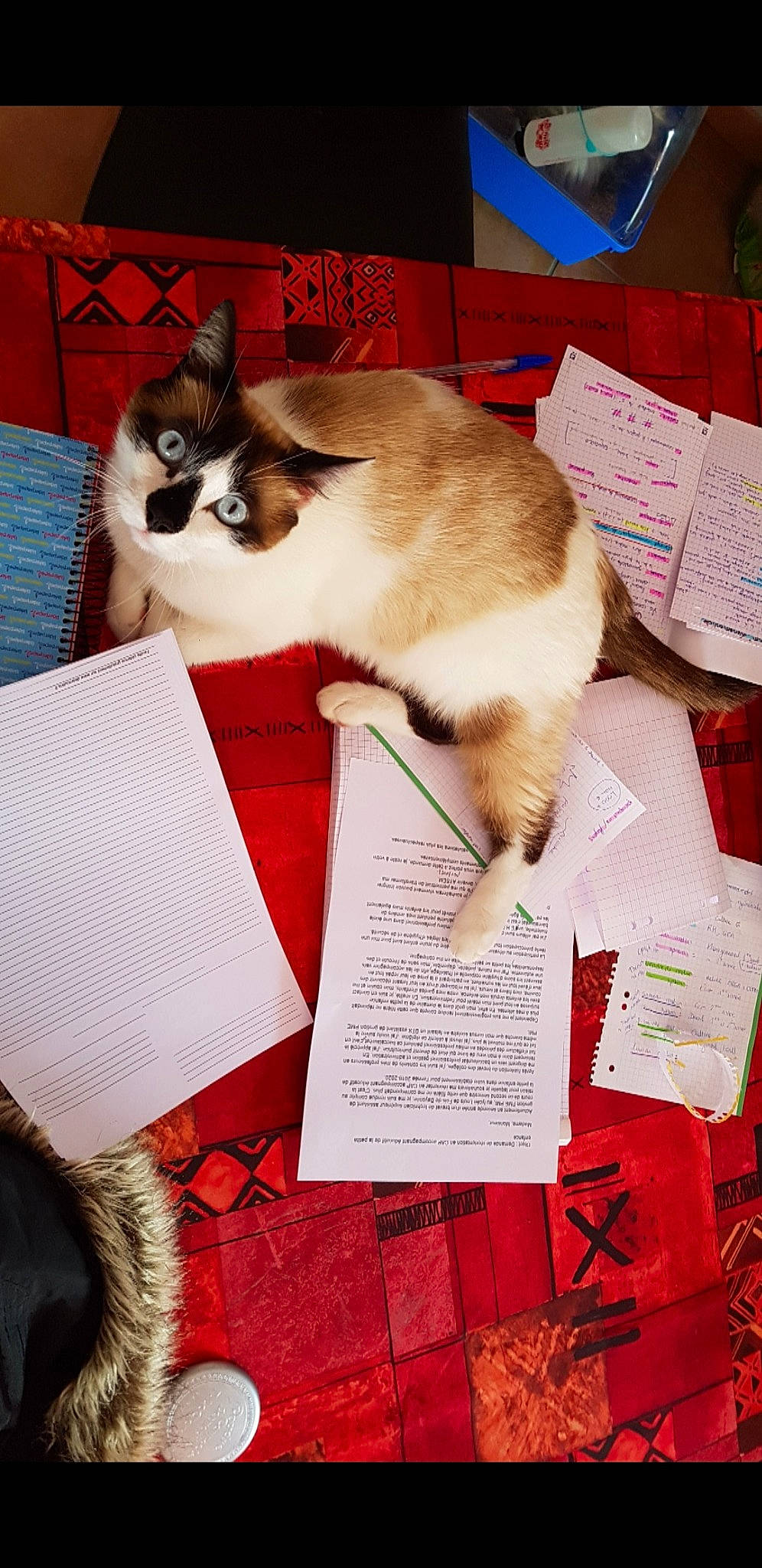 Lemon participe au concours pour gagner de l'argent avec cette photo : carnivore, cat, felidae, ragdoll, small_to_medium_sized_cats, whiskers