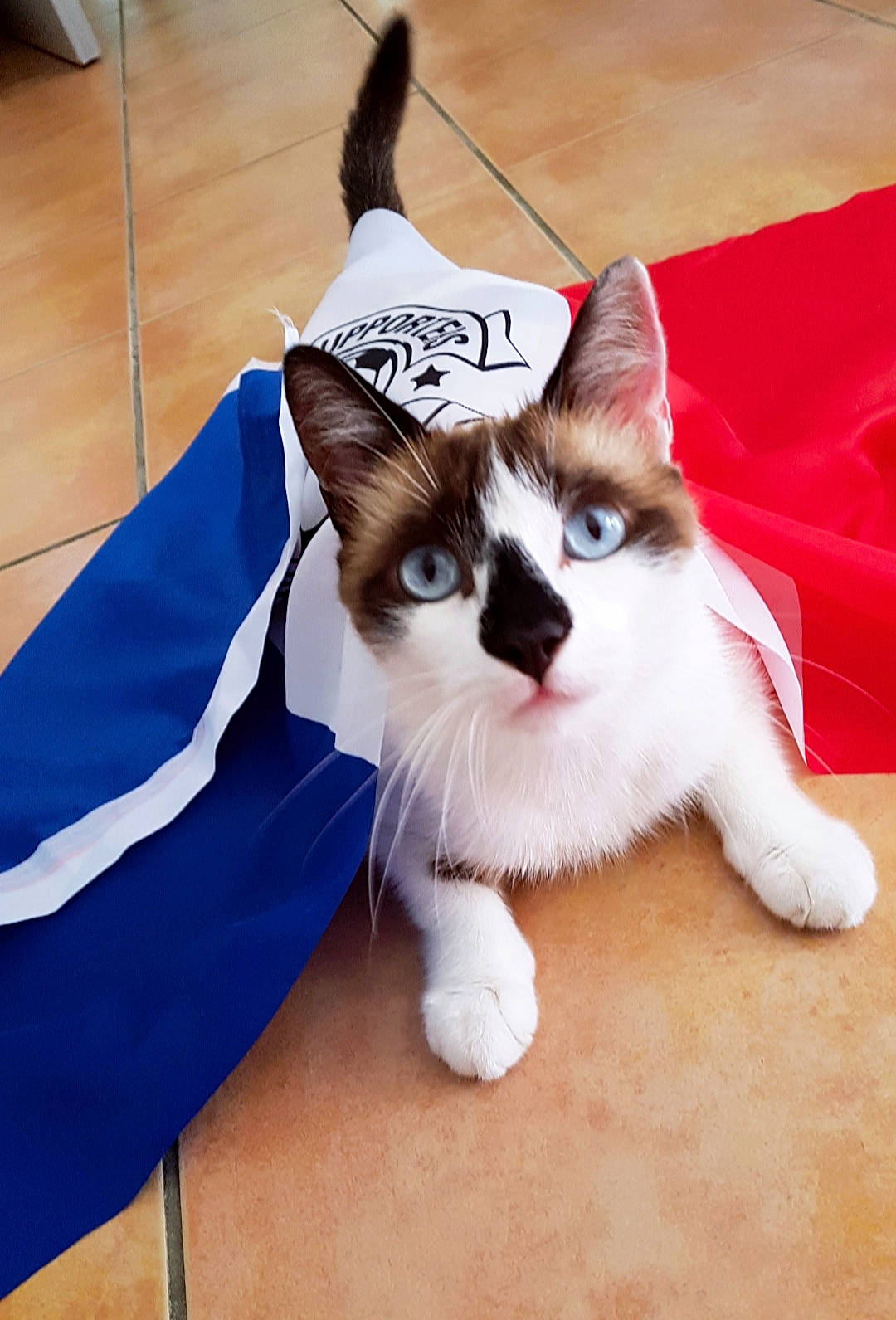 Lemon participe au concours pour gagner de l'argent avec cette photo : aegean_cat, american_wirehair, asian, carnivore, cat, domestic_short_haired_cat, european_shorthair, felidae, fur, japanese_bobtail, kitten, mammal, ojos_azules, paw, small_to_medium_sized_cats, snowshoe, tail, whiskers