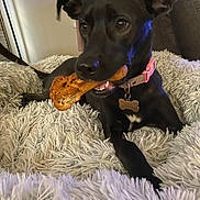 Oreo joined the competition — help win amazing prizes! dog, black_dog, pet, collar, bone, treat, blanket, fluffy, indoor, cute, animal, canine, resting, household, closeup, muzzle, ears, paw, relaxed, companion