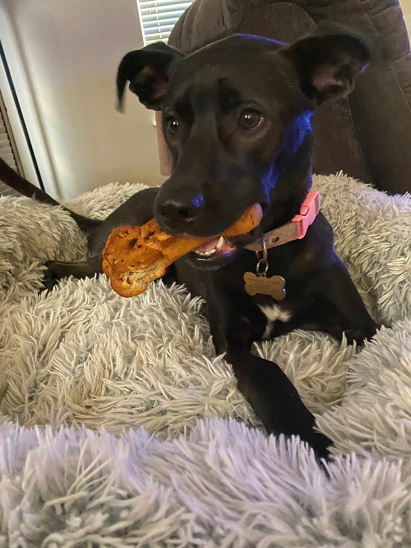 Oreo