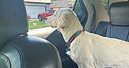 Rocky is registered to the contest to win money with this photo: animal, back_seat, car, car_interior, collar, curious, daylight, dog, dog_tag, domestic_animal, house, leather_seat, looking_out_window, outdoor_view, pet, side_view, suburban, sunny, white_dog, window
