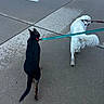 Chase is registered to the contest to win money with this photo: dogs, dog_walking, pets, leashes, sidewalk, pavement, outdoor, urban, black_dog, white_dog, long_hair, short_hair, collar, harness, walking, companions, animals, street, concrete, daylight