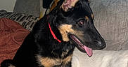 Chase joined the competition — help win amazing prizes! dog, puppy, black_and_tan, pointy_ears, red_collar, sitting, tongue_out, pet, canine, portrait, couch, living_room, indoor, home, blanket, cushion, furniture, flash_photography, alert, happy