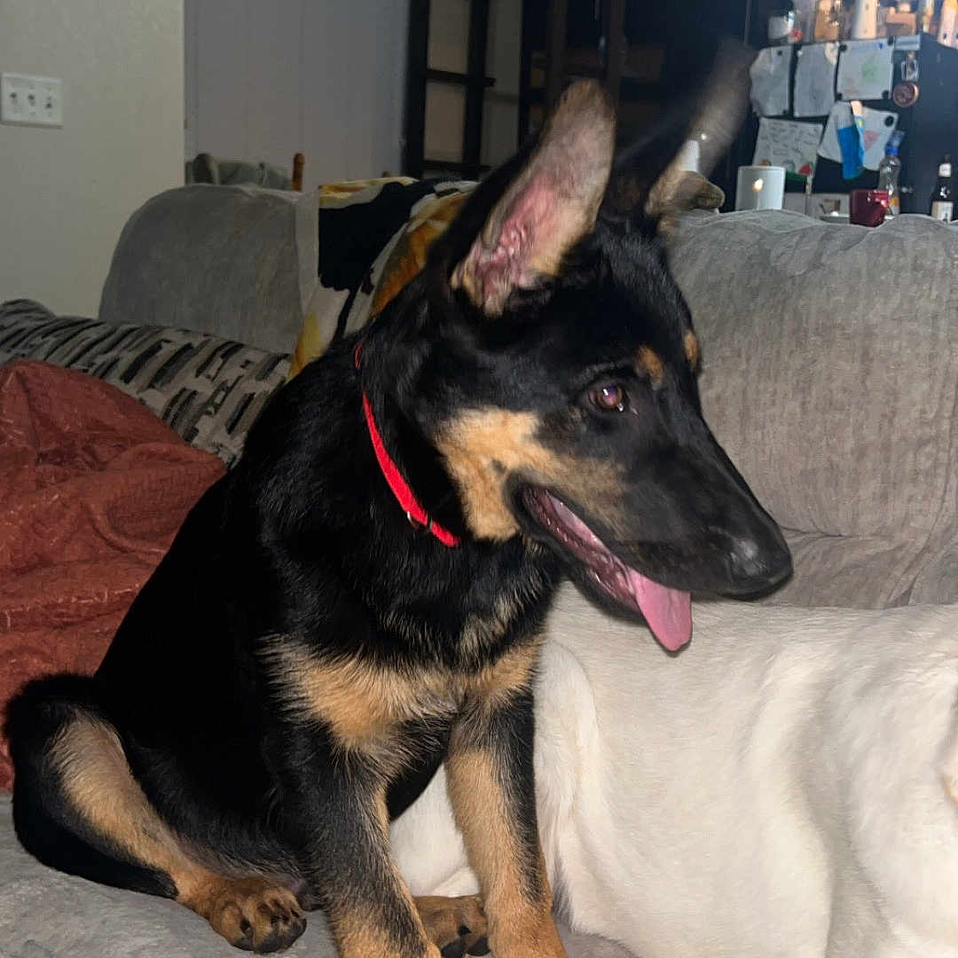 Chase joined the competition — help win amazing prizes! dog, puppy, black_and_tan, pointy_ears, red_collar, sitting, tongue_out, pet, canine, portrait, couch, living_room, indoor, home, blanket, cushion, furniture, flash_photography, alert, happy