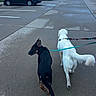 Chase joined the competition — help win amazing prizes! dogs, dog_walking, black_dog, white_dog, leashes, parking_lot, cars, urban, residential, outdoor, evening, concrete, pavement, pets, canine, walking, pointed_ears, long_hair, street, neighborhood