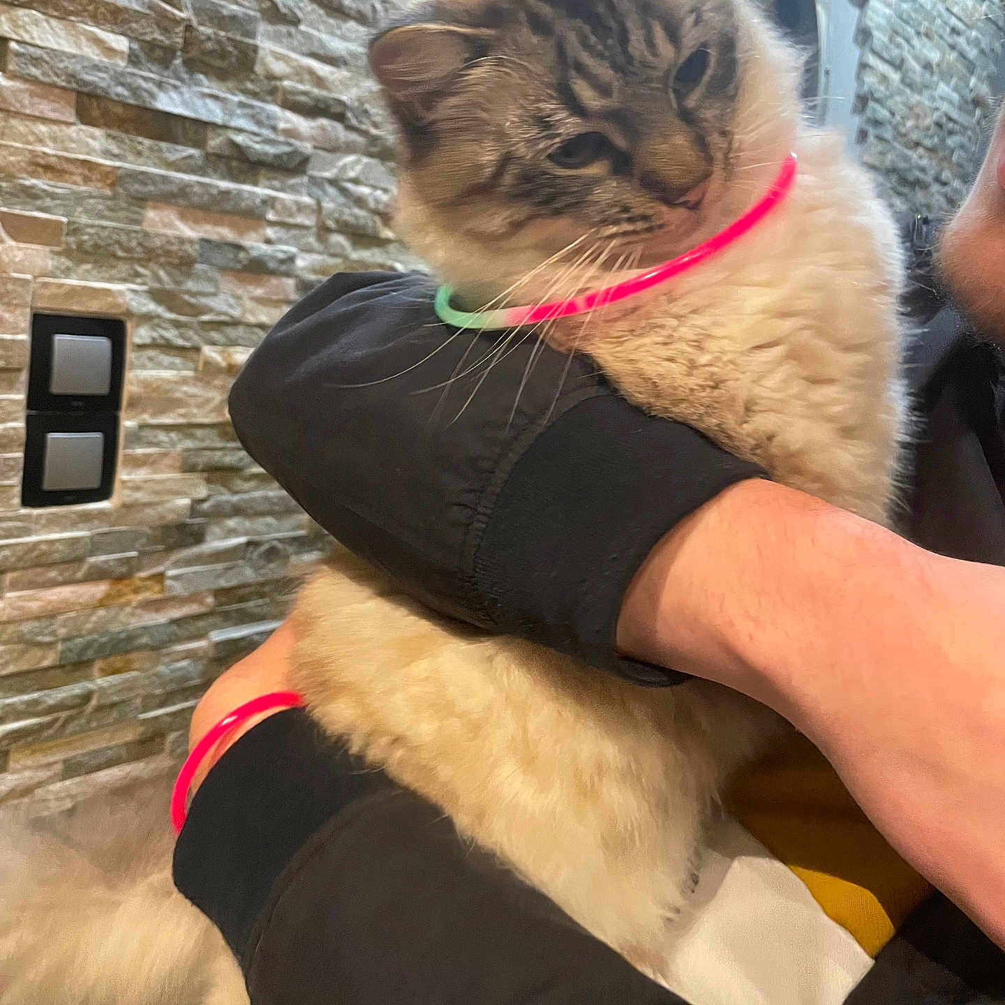 Shelby participe au concours pour gagner de l'argent avec cette photo : adult, angora, animal, architecture, building, cat, face, head, hugging, indoors, kitten, male, man, outdoors, person, pet, photography, shelter, siamese, wall